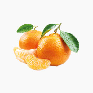 facilisis fermentum.