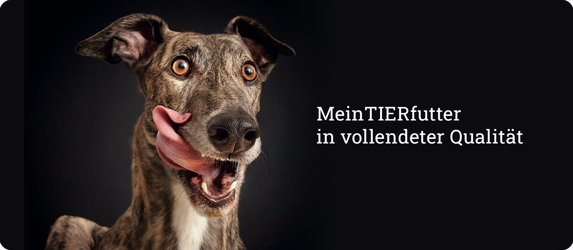 Hund mit heraushängender Zunge